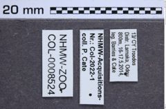 Etikette zu Cardiophorus georgioui (Preiss & Platia, 2003) (NHMW-ZOO-COL-0008524)